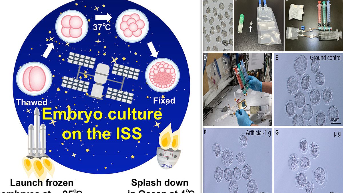 Mouse Embryos in Space: China&rsquo;s Station Reveals Life Development Secrets &ndash; Newsy Today